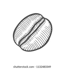 Vintage coffee bean engraving vector illustration. Isolated on white background