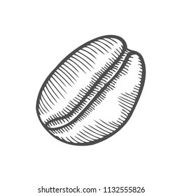 Vintage coffee bean engraving vector illustration. Isolated on white background