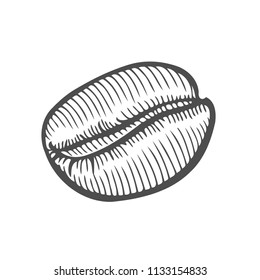 Vintage coffee bean engraving vector illustration. Isolated on white background