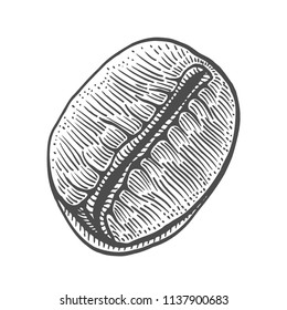 Vintage coffee bean engraving vector illustration. Isolated on white