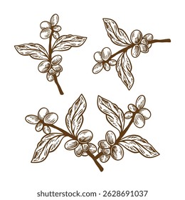 Vintage coffee leaf hand drawn vector art