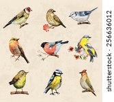 vintage a collection of birds. watercolor painting