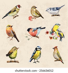 vintage a collection of birds. watercolor painting