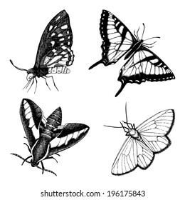 Vintage collection of black ink hand drawn butterflies. Realistic vector illustration isolated on white