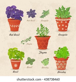 vintage collection of different herbs planted in ceramic pots and fresh herb leaves for your design