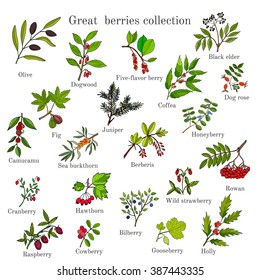 Vintage collection of hand drawn berries plants. Vector illustration