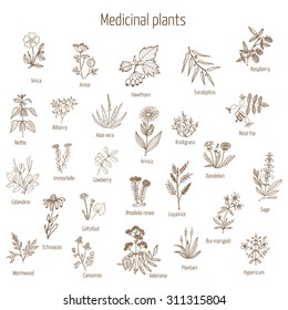 Vintage collection of hand drawn medical herbs and plants. Vector illustration.