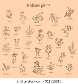 Vintage collection of hand drawn medical herbs and plants. Vector illustration.