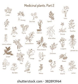 Vintage Collection Of Hand Drawn Medical Herbs And Plants. Botanical Set,  Vector Illustration.