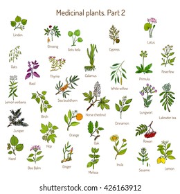 Vintage collection of hand drawn medical herbs and plants. Botanical set, vector illustration.