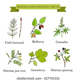 Vintage collection of hand drawn medical herbs and plants, field horsetail, mulberry, cannabis, siberian pea-tree, gooseberry, siberian ginseng. Botanical vector illustration