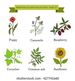 Vintage collection of hand drawn medical herbs and plants, poppy, camomile, raspberry, cucumber, common ash, sunflower. Botanical vector illustration