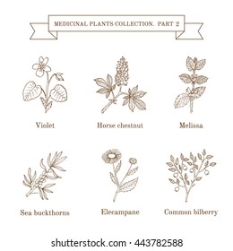 Vintage collection of hand drawn medical herbs and plants. Botanical vector illustration.