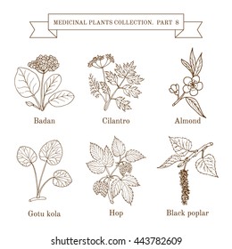 Vintage collection of hand drawn medical herbs and plants. Botanical vector illustration.