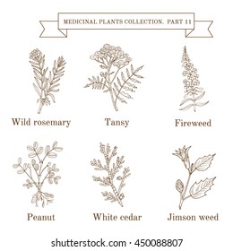 Vintage collection of hand drawn medical herbs and plants, wild rosemary, tansy, fireweed, peanut, white cedar, jimson weed. Botanical vector illustration
