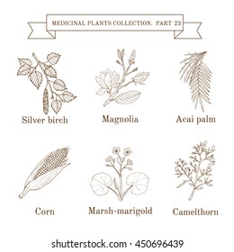 Vintage collection of hand drawn medical herbs and plants, silver birch, magnolia, acai palm, corn, marsh-marigold, camelthorn. Botanical vector illustration