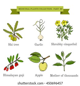 Vintage collection of hand drawn medical herbs and plants, shi, garlic, shrubby cinquefoil, goji, apple, mother-of-thousands. Botanical vector illustration