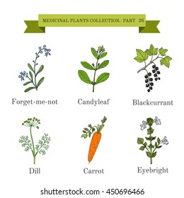 Vintage collection of hand drawn medical herbs and plants, forget-me-not, candyleaf, blackcurrant, dill, carrot, eyebright. Botanical vector illustration