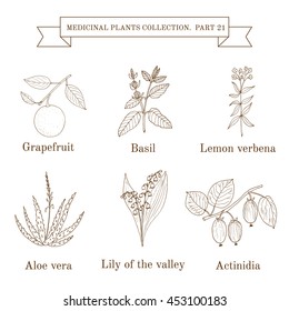 Vintage collection of hand drawn medical herbs and plants, grapefruit, basil, lemon verbena, aloe vera, lily-of-the-valley, actinidia. Botanical vector illustration