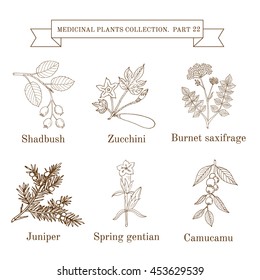 Vintage collection of hand drawn medical herbs and plants, shadbush, zucchini, burnet saxifrage, juniper, spring gentian, camucamu. Botanical vector illustration