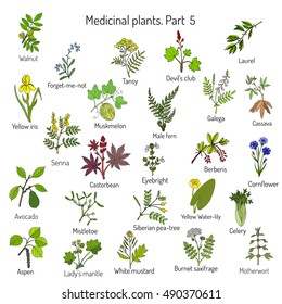 Vintage collection of hand drawn medical herbs and plants. Botanical set, vector illustration.