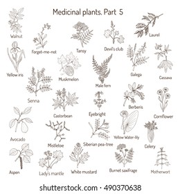 Vintage collection of hand drawn medical herbs and plants. Botanical set, vector illustration.