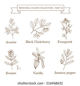 Vintage collection of hand drawn medical herbs and plants, aconite, black chokeberry, fenugreek, sesame, vanilla, jamaica pepper. Botanical vector illustration