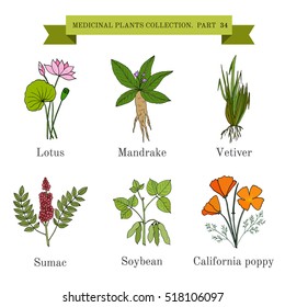 Vintage collection of hand drawn medical herbs and plants, lotus, mandrake, vetiver, sumac, soybean, california poppy. Botanical vector illustration