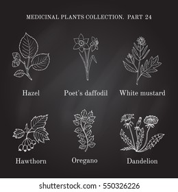 Vintage collection of hand drawn medical herbs and plants. Botanical vector illustration