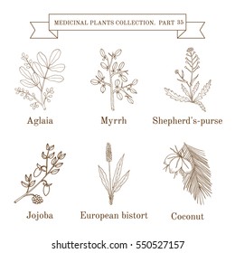 Vintage collection of hand drawn medical herbs and plants. Botanical vector illustration