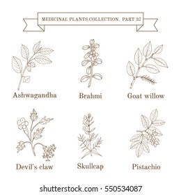 Vintage collection of hand drawn medical herbs and plants. Botanical vector illustration
