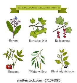 Vintage collection of hand drawn medical herbs and plants. Botanical vector illustration