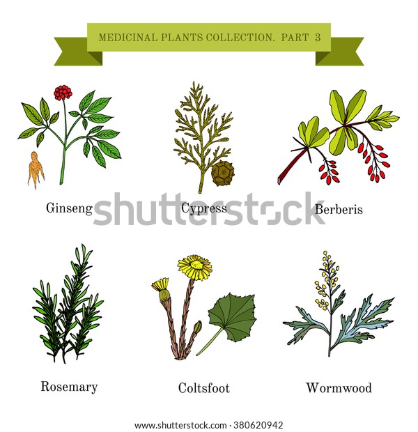 Vintage Collection Hand Drawn Medical Herbs Stock Vector Royalty Free 380620942 6409