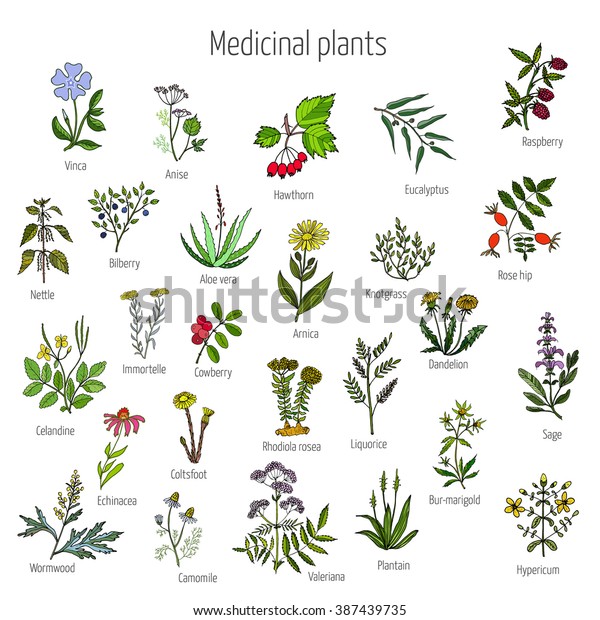 Vintage Collection Hand Drawn Medical Herbs Stock Vector (Royalty Free ...