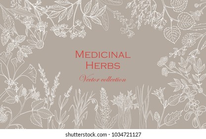 Vintage collection of hand drawn medicinal herbs and plants. Vector illustration