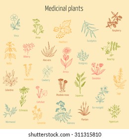Vintage collection of hand drawn medicinal herbs and plants. Vector illustration.