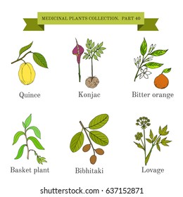 Vintage collection of hand drawn medicinal herbs and plants. Botanical vector illustration