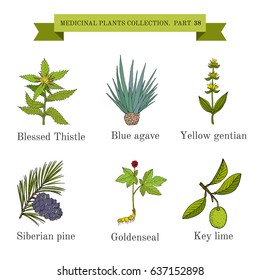 Vintage collection of hand drawn medicinal herbs and plants. Botanical vector illustration