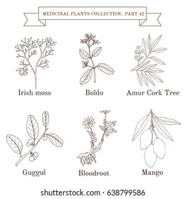 Vintage collection of hand drawn medicinal herbs and plants. Botanical vector illustration