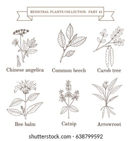 Vintage Collection Hand Drawn Medicinal Herbs Stock Vector (Royalty ...