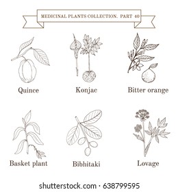 Vintage collection of hand drawn medicinal herbs and plants. Botanical vector illustration