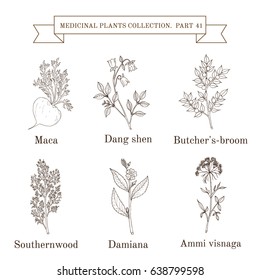 Vintage collection of hand drawn medicinal herbs and plants. Botanical vector illustration