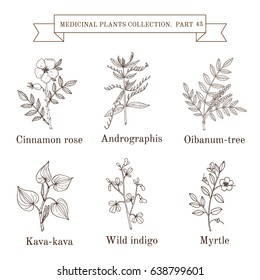 Vintage collection of hand drawn medicinal herbs and plants. Botanical vector illustration