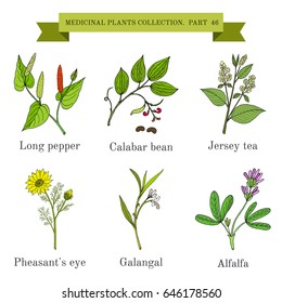 Vintage collection of hand drawn medicinal herbs and plants. Botanical vector illustration