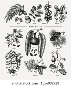 Vintage collection of hand drawn nut trees and plants. Botanical elements set. With branches, nuts, fruits, leaves, conifers and cones sketches. Culinary nuts vector illustrations. Engraved style.