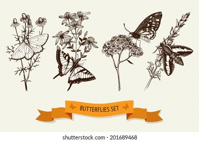 Vintage collection of ink hand drawn butterflies on herbs flowers. Vector set of botanical illustration.