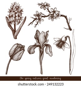 Vintage collection of ink hand drawn spring flowers isolated on white. Vector flowers  sketch set.