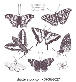 Vintage Collection Of Ink Hand Drawn Butterflies. Realistic Vector Moth Sketch Set.  Retro Entomological Illustration.