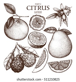 Vintage collection of  Ink hand drawn  citrus plants sketch. Vector illustration of highly detailed exotic fruits on white background