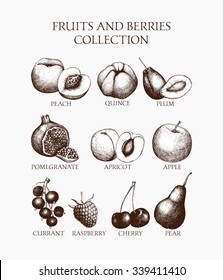 Vintage collection of vintage inking fruits and berries sketch. Organic food illustration set 